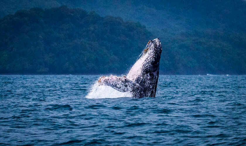 Whale Watching seasons